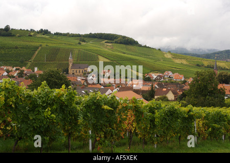 Weinberge Bei Landau, Weinberg Stockfoto