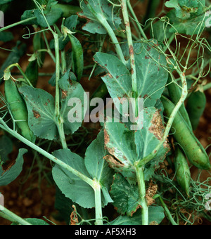 Bakterielle Fäulnis Pseudomonas Syringae pv Pisi Symptome auf Erbse Blätter Stiel Stockfoto