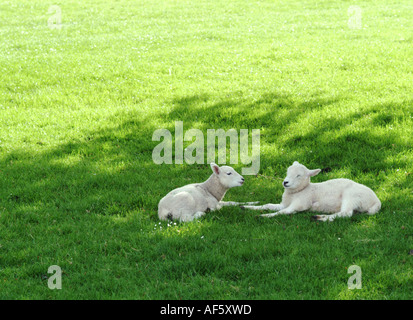 Frühjahr Lämmer Stockfoto