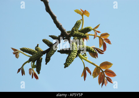 Detail der Buche Zweig mit Neugeborenen farbige Blätter und Blütenstand Stockfoto