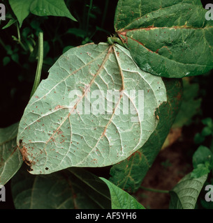 Bean Anthraknose Colletotrichum Lindemuthianum Symptome auf Phaseolus Bohnen-Unterseite Stockfoto