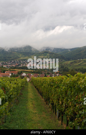 Weinberge Bei Landau, Weinberg Stockfoto