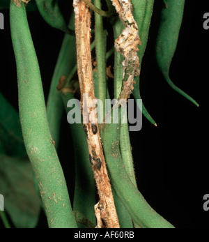 Stamm-Pod rot Weißstängeligkeit Sclerotiorum Sklerotium auf grüne Phaseolus Bohne Hülsen und Stiel Stockfoto