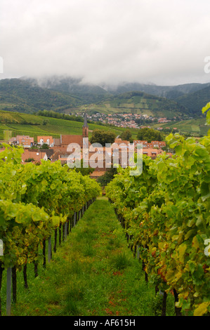 Weinberge Bei Landau, Weinberg Stockfoto