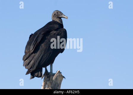 Mönchsgeier Umfragen Umgebung entlang Anihinga, Everglades-Nationalpark, Florida. Stockfoto