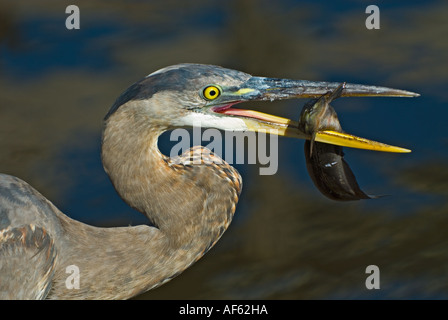 Eine große blaue Herron kämpft, um ein gerade Gefangenen Wels auf Anihinga Weg, Everglades-Nationalpark, Florida zu schlucken Stockfoto