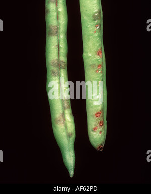Phaseolus grüne Bohnen Schoten mit gemeinsamen bakterielle Fäulnis Xanthomonas Campestris pv Phaseoli Läsionen Stockfoto