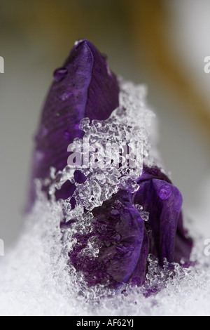 Krokus Blüte durch Schneeschmelze Stockfoto