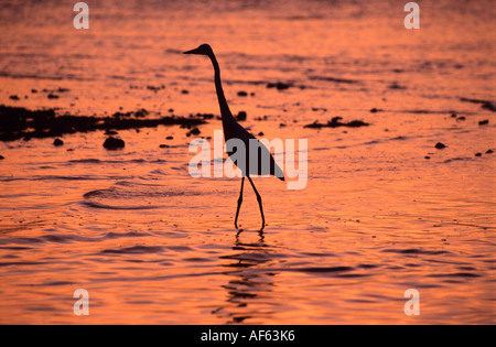 Große blaue Herron jagt entlang Küste bei Sonnenuntergang, Bahia Honda State Park, Bahia Honda Key, Florida. Stockfoto