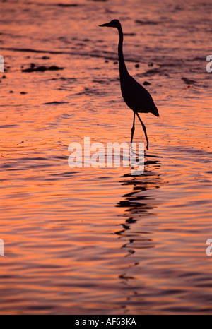 Große blaue Herron jagt entlang Küste bei Sonnenuntergang, Bahia Honda State Park, Bahia Honda Key, Florida. Stockfoto