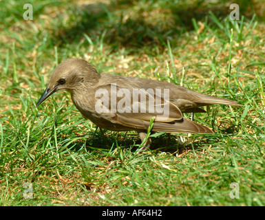 Juvenile Starling auf der Suche nach Leatherjackets in Rasen im Garten in Cheshire Stockfoto