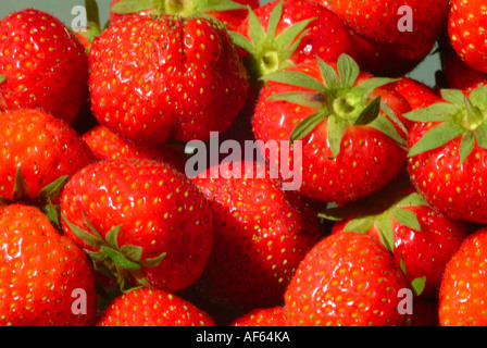Nahaufnahme von einem Körbchen Erdbeeren in einer Cheshire Garten Alsager England Vereinigtes Königreich UK Stockfoto