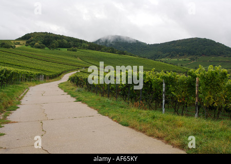 Weinberge Bei Landau, Weinberg Stockfoto