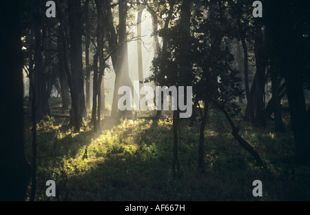 Tageslicht strömt durch eine Lücke im Wald im Mudumalai Wildlife Park, Tamil Nadu, Indien. Stockfoto