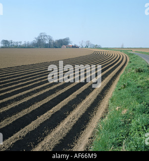 Blick auf neu Kartoffel Saatbeet mit feiner Erde gepflanzt und konturiert Grate Stockfoto