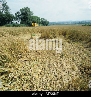 Eine eingelegte abgeflachten Weizenernte nach Sommergewitter Stockfoto