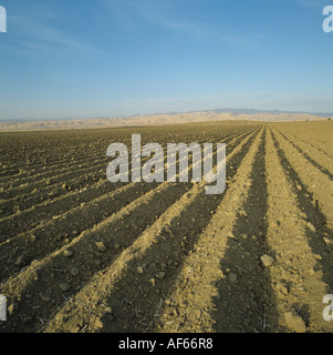 Vorbereitete Saatbett zerfurcht für Flut-Bewässerung Kalifornien USA Stockfoto