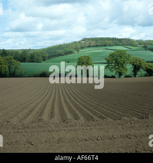 Neu gepflanzte Kartoffel Saatbeet Bergrücken mit Blick auf Bäume und Devon Ackerland im späten Frühjahr Stockfoto