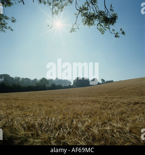 Reife Gerste Ernte gegen Nachmittag Sonne auf als feine Sommertag Stockfoto