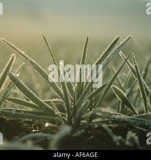 Erdgeschoss des Gerstenpflanzen mit Frost am frühen Morgen hautnah Stockfoto