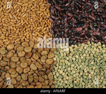 Samen von verschiedenen Leguminosen Pulse ernten Pe Saubohne Runner Bean grüne Bohnen Stockfoto