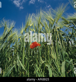 Gerste im Ohr gegen einen blauen Sommerhimmel mit einem einzigen Klatschmohn Stockfoto