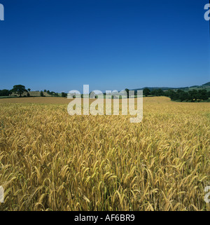 Blick auf eine reifende Gerste Ernte auf einem Cloudess Sommertag Stockfoto