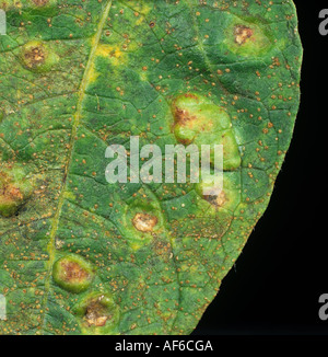 Phaseolus Bohnen Rost Uromyces Appendiculatus Verzerrung auf oberen Blattoberfläche grüne Bohnen Stockfoto