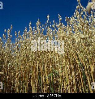 Hafer Ernte reif ins Ohr gegen strahlend blauen Sommerhimmel Stockfoto