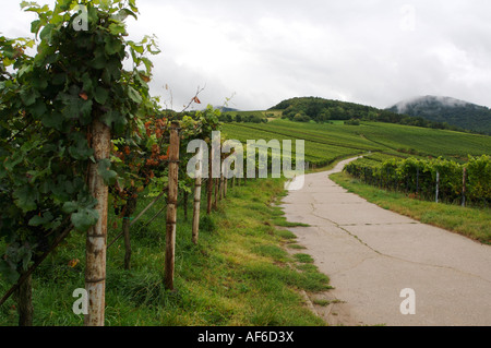 Weinberge Bei Landau, Weinberg Stockfoto