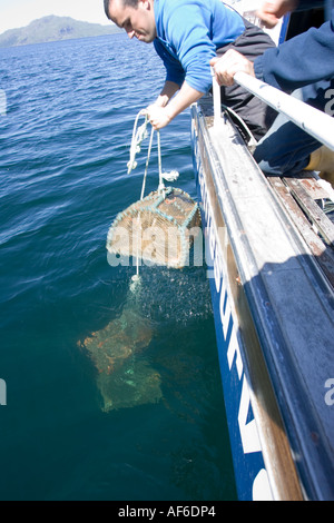 Ökologe hochziehen Lobster Pot auf Ecocruz Boot vor Toberrmory Mull Scotland UK Stockfoto
