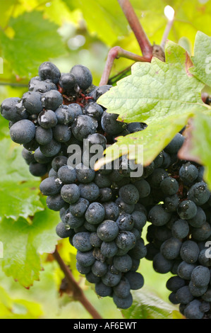 Weinberge Bei Landau, Weinberg Stockfoto