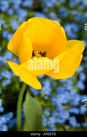 Vertikale erhöhten Blick auf eine helle gelbe Tulpe in einem Blumenbeet der kleine blaue Blumen. Stockfoto
