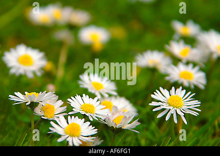 Horizontale Nahaufnahme von vielen weißen Margeriten wachsen unter dem Rasen im Garten Stockfoto