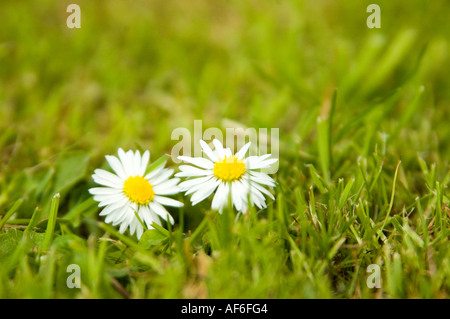 Horizontale Nahaufnahme von zwei weißen Margeriten wachsen unter dem Rasen im Garten Stockfoto