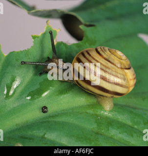 Weißlippen gebänderten Schnecke Bänderschnecken Hortensis auf Hosta Blatt Stockfoto