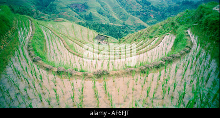 Welt zu reisen. Die schöne chinesische Natur von Longji Reisterrassen in Lonsheng County in der Nähe von Guilin Guangxi in China in Asien. Abenteuer Kultur-Reisen Stockfoto