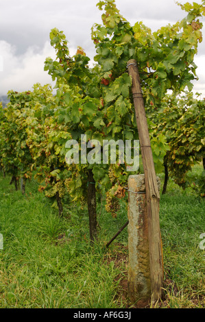 Weinberge Bei Landau, Weinberg Stockfoto