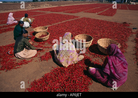 Indien in Südasien Karnataka Landwirtschaft Frauen sortieren rote Chillies ausgebreitet auf dem Boden zu trocknen Stockfoto