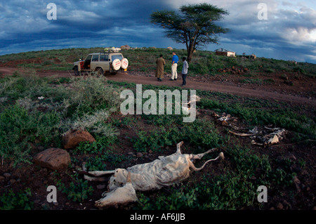 Somalischen Nomaden mit Kamelen, um ihre ganze Häuser in Wajir, nordöstlichen Kenia, Afrika zu tragen. Stockfoto