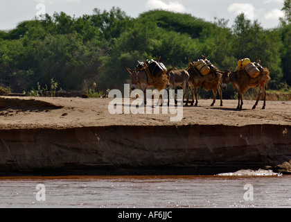 Somalischen Nomaden mit Kamelen, um ihre ganze Häuser in Wajir, nordöstlichen Kenia, Afrika zu tragen. Stockfoto