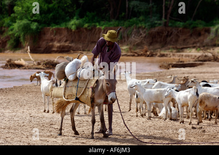 Somalischen Nomaden mit Kamelen, um ihre ganze Häuser in Wajir, nordöstlichen Kenia, Afrika zu tragen. Stockfoto