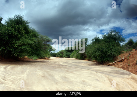 Somalischen Nomaden mit Kamelen, um ihre ganze Häuser in Wajir, nordöstlichen Kenia, Afrika zu tragen. Stockfoto