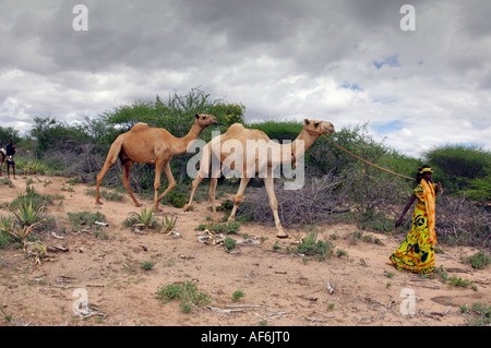 Somalischen Nomaden mit Kamelen, um ihre ganze Häuser in Wajir, nordöstlichen Kenia, Afrika zu tragen. Stockfoto