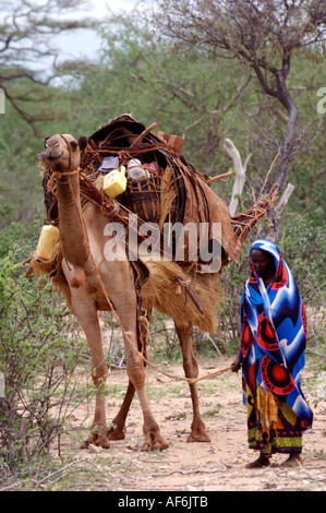 Somalischen Nomaden mit Kamelen, um ihre ganze Häuser in Wajir, nordöstlichen Kenia, Afrika zu tragen. Stockfoto