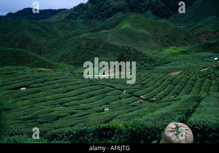 MALAYSIA Cameron Highlands Landwirtschaft Stockfoto