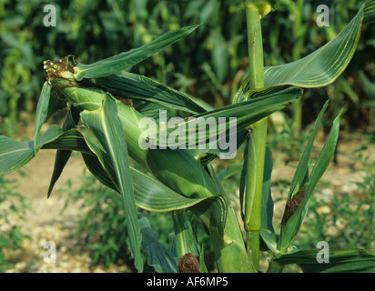 Magnesium-Mangel-Symptome auf Maiskolben und Blättern von Mais oder Mais Stockfoto