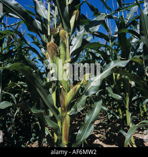 Mais-Ernte mit Reifen Maiskolben an einem heißen Sommertag hell Nahaufnahme Stockfoto