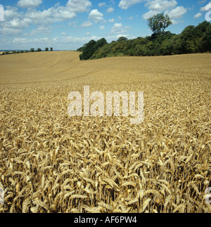 Reife goldener Weizen an einem feinen Sommertag in einem sanften Kreide Downland Feld Stockfoto