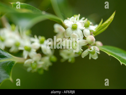 Nahaufnahme der weiblichen Blüten des Baumes holly Stockfoto